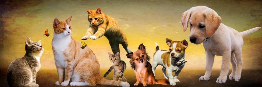 [Animais de Companhia] - Identificação e Registo Animal 